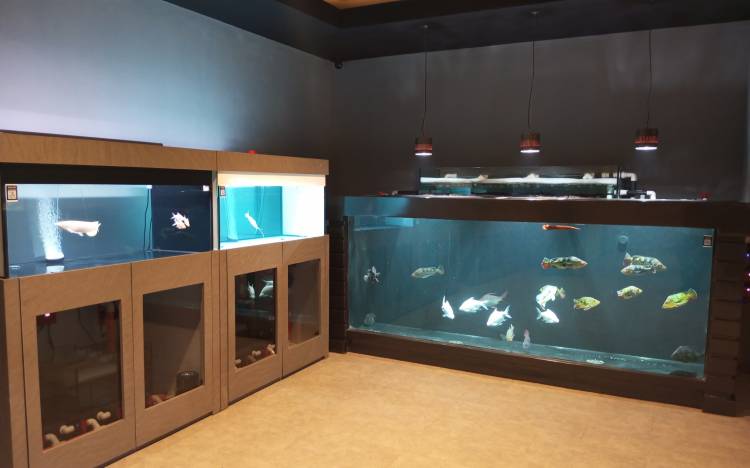Dari Sebuah Hobi Ikan, Youtuber Anthony Saputra Hadirkan Galeri Ikan 