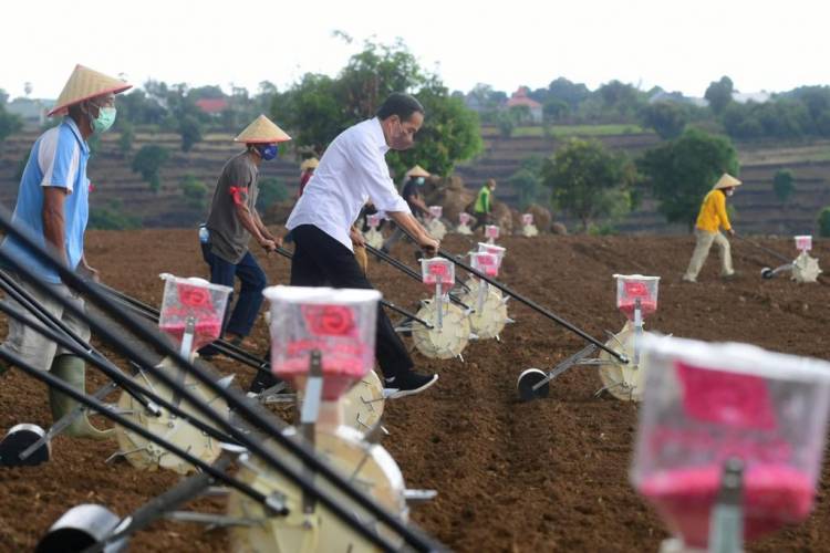 Presiden Jokowi Berharap Kebutuhan Jagung Nasional Tercukupi