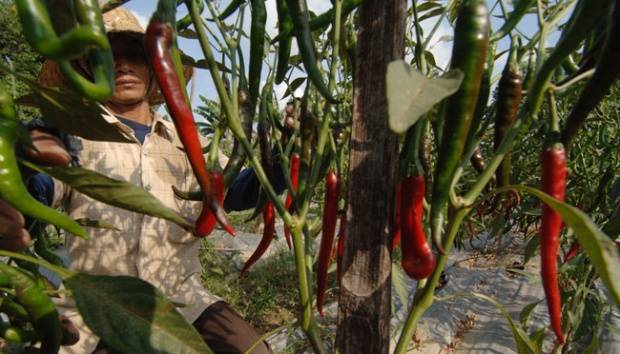 Keluh Kesah Petani, Harga Cabai Murah Tapi Pupuk Mahal