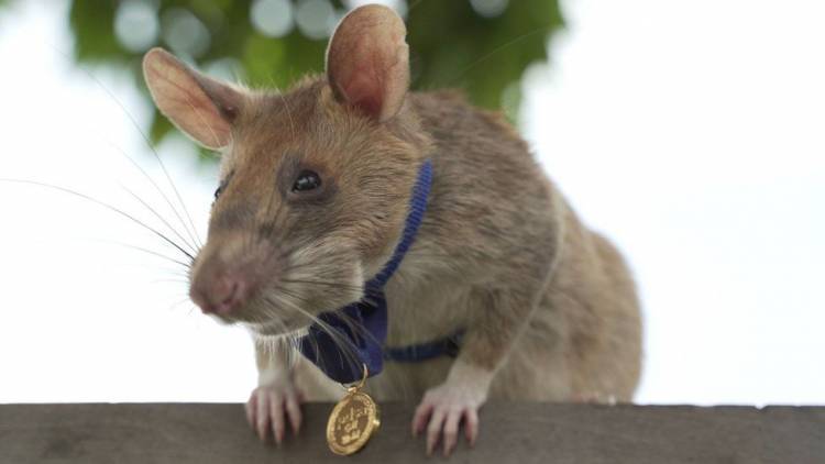 Tikus Pahlawan Pengendus Ranjau Mati di Usia 8 Tahun