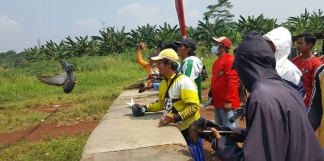 Lomba Burung Merpati  Hobi Yang Masih Dinikmati