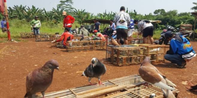 Lomba Burung Merpati  Hobi Yang Masih Dinikmati