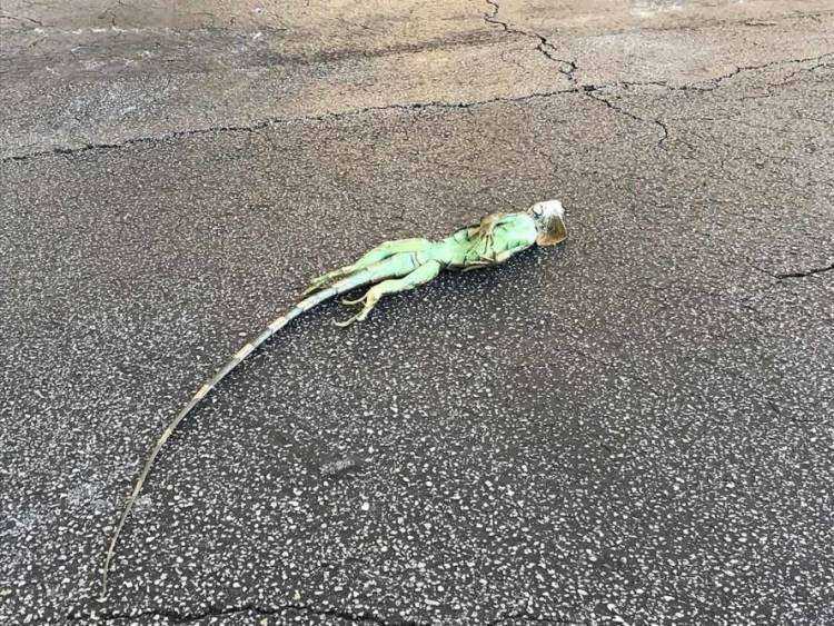 Iguana Beku Berjatuhan di Tengah Cuaca Ekstrim