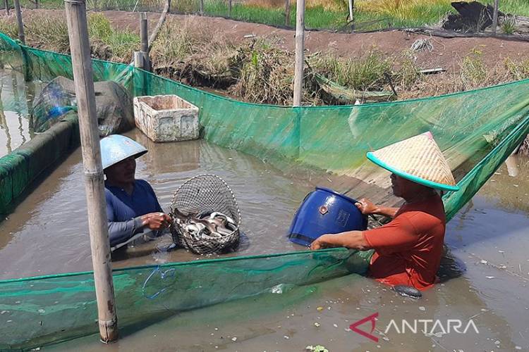 Budi Daya Sidat Jadi Fokus Pemkab Cilacap