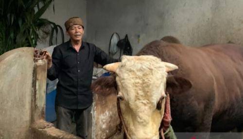 Ini Sapi Slamet, Sapi Qurban Pilihan Presiden Jokowi Seharga 100 Juta