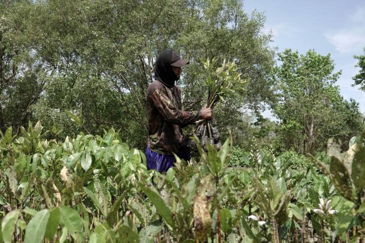 Pesan Mangrove Indonesia di G20: Atasi Krisis Iklim