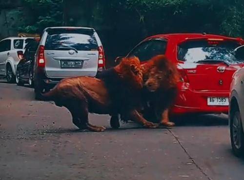 2 Singa Ngamuk di Taman Safari Prigen Pasuruan