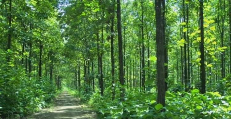 Pembangunan "Kebun Hutan" Perlu Dilakukan Secara Masal