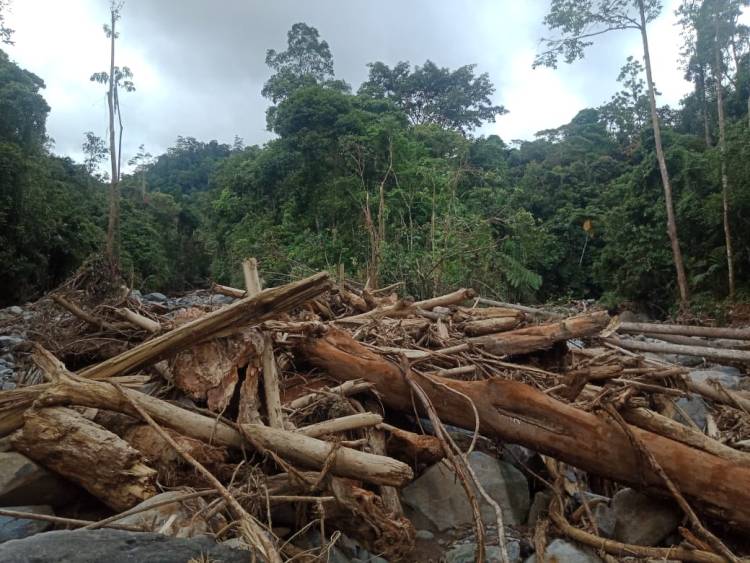 Peran Strategis Pedagang Limbah Kayu Hutan Perlu Diapresiasi