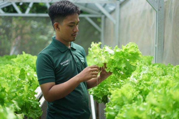 Sharp Hydro Heroes Sukses Ciptakan Petani Muda Berkelanjutan