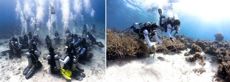 Upacara Bendera di Bawah Laut dan Transplantasi Terumbu Karang di Labuan Bajo