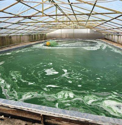 Pemanfaatan Microalgae, Mampu Serap Karbon Dioksida 10x-20x Dibandingkan Pohon