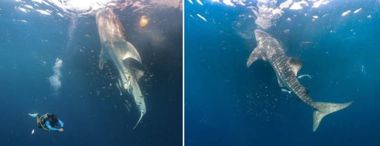 Tandai 4 Hiu Paus, Langkah Nyata Lindungi Raksasa Lautan Indonesia