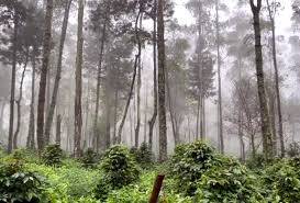 Memastikan Usia Pengelolaan Hutan Jati-Jawa Perum Perhutani