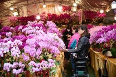 Hong Kong Sambut Tahun Kuda dengan Tradisi Unik dan Parade Malam Tahun Baru Imlek Internasional 2026