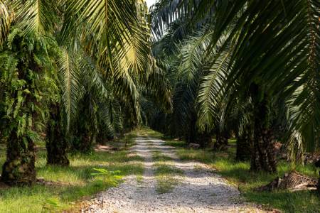 Perusahaan Kelapa Sawit Didorong Pemprov Kalsel untuk Dukung Sektor Peternakan