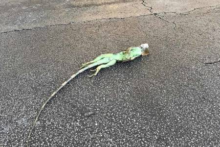 Iguana Beku Berjatuhan di Tengah Cuaca Ekstrim