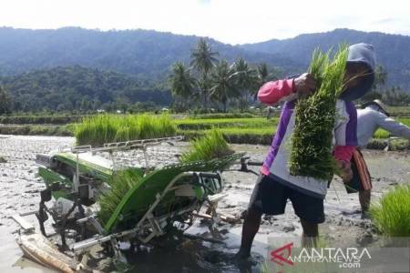 Pandemi, Pertanian Jadi Penyangga Utama Pertumbuhan Ekonomi