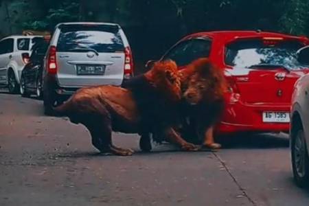 2 Singa Ngamuk di Taman Safari Prigen Pasuruan