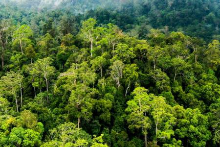 Transtoto Handadhari: Pemulihan Ekosistem Memerlukan Banyak Ahli Hutan dan Lingkungan di Parlemen