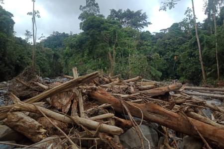 Peran Strategis Pedagang Limbah Kayu Hutan Perlu Diapresiasi