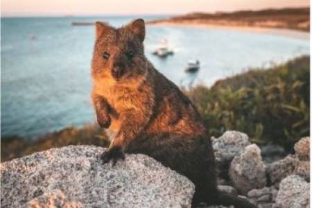 Jelajahi Swan Valley dan Rottnest Island di Australia Barat, Pengalaman Tak Terlupakan