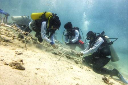 Penanaman 1000 Terumbu Karang di Titik Terujung Barat Indonesia Dukung Ekosistem Laut yang Sehat