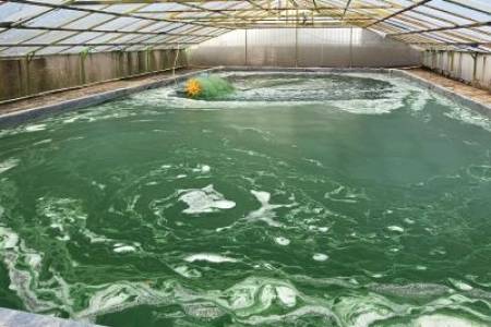 Pemanfaatan Microalgae, Mampu Serap Karbon Dioksida 10x-20x Dibandingkan Pohon
