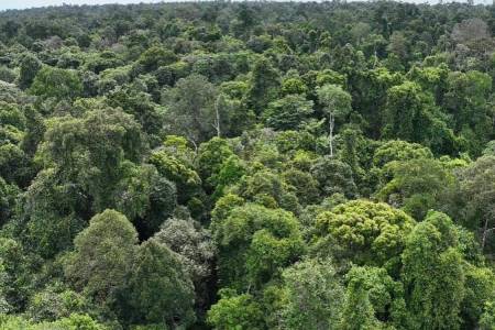 Hutan dan Ekosistem: Sistem Penunjang Kehidupan 