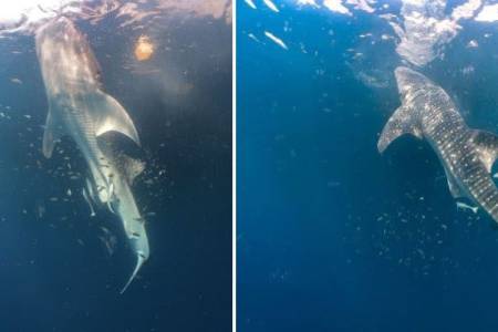 Tandai 4 Hiu Paus, Langkah Nyata Lindungi Raksasa Lautan Indonesia