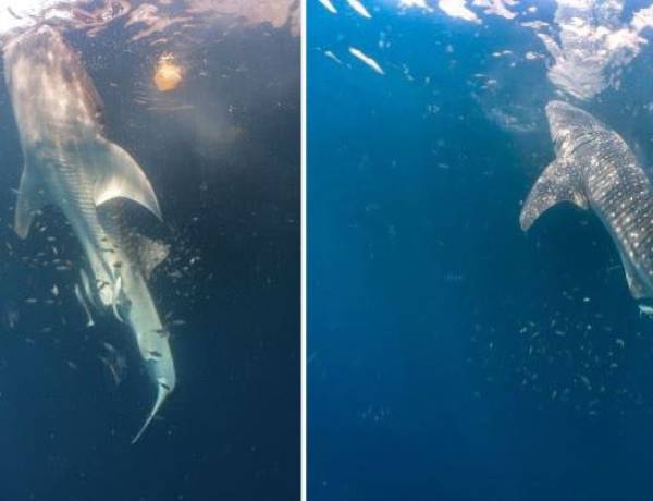 Tandai 4 Hiu Paus, Langkah Nyata Lindungi Raksasa Lautan Indonesia